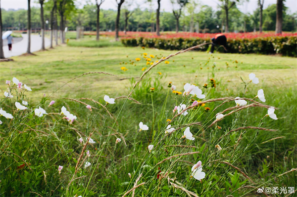 【圖說淮南】——公園一角