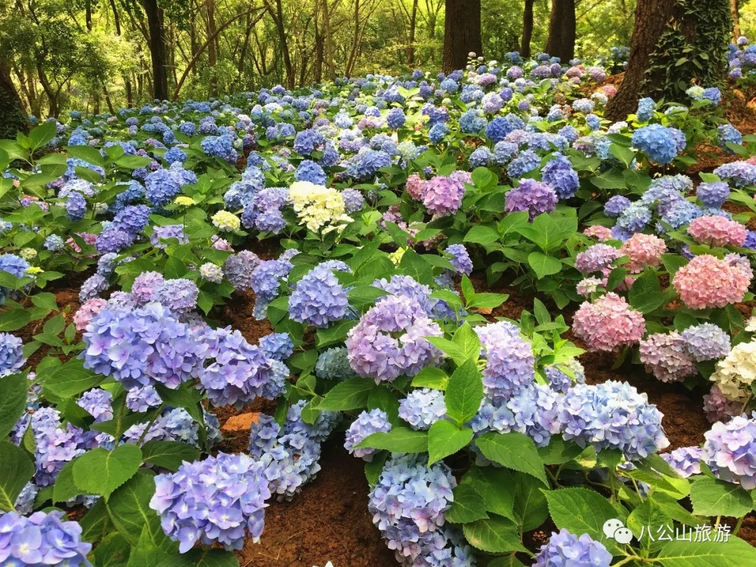 八公山地質公園八仙花花海